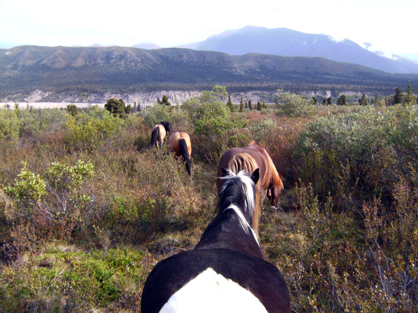 Alaska horses